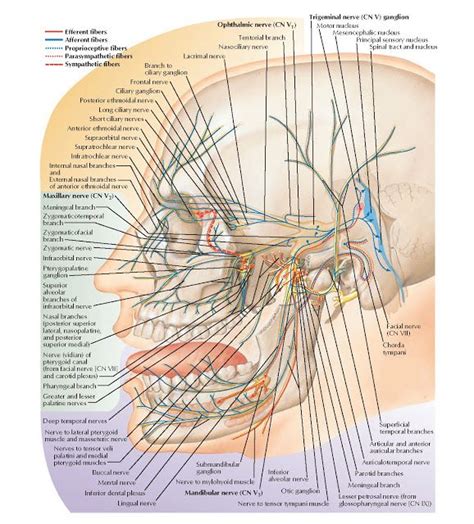 Trigeminal Nerve CN V Schema Anatomy Ophthalmic Nerve CN V1