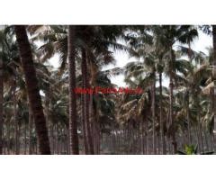 Acre Coconut Farm Sale In Senjerimalai Kms From Coimbatore