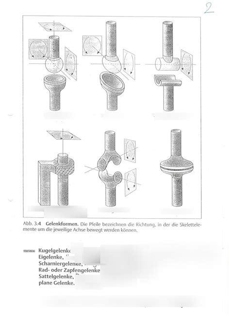 Biologie I Anatomie I Gelenke Diagram Quizlet