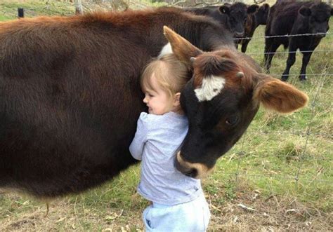 Hugging A Cow