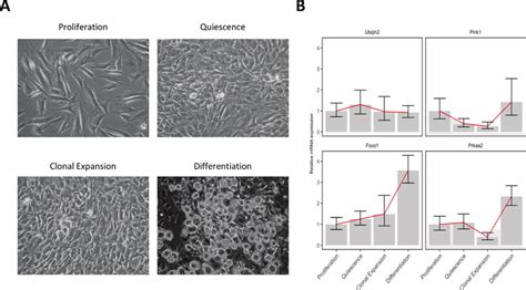 3t3 L1 Adipocyte Differentiation And Gene Expression Validation 3t3 L1