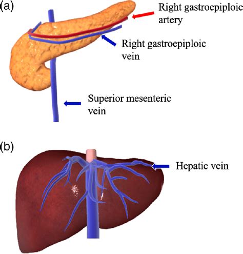 Gastroepiploic Vein