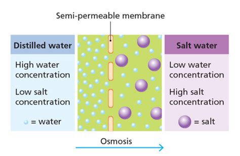 Chapter 13 Osmosis And Diffusion Flashcards Quizlet