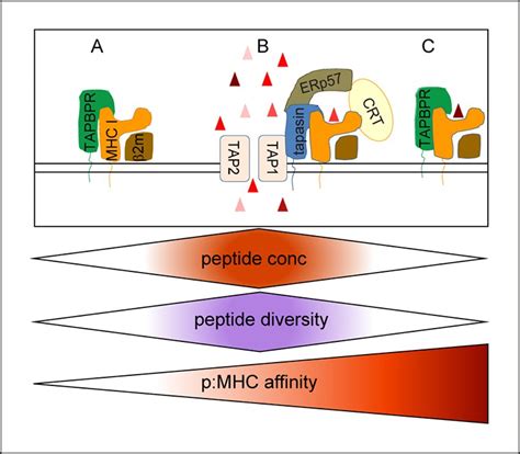 Tapbpr Alters Mhc Class I Peptide Presentation By Functioning As A