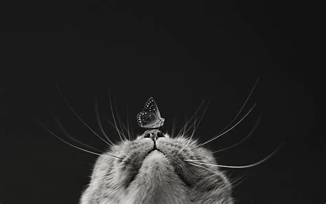 Hd Wallpaper Grayscale Photography Of Butterfly On Cats Nose Macro