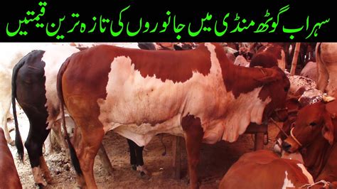 Sohrab Goth Cow Mandi Block 15 Mey Maal Aana Suru Ho Gaya Bakra Eid