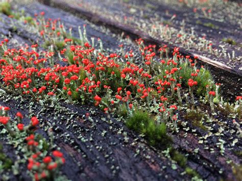Red Tipped Lichen Forest On My Stairs Rminiworlds