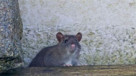 Ratten Im Garten Erkennen Und Effektiv Bek Mpfen