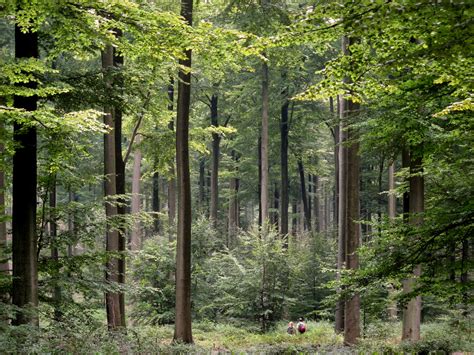 My French Forest: Woodland Tree Guide 1 BEECH