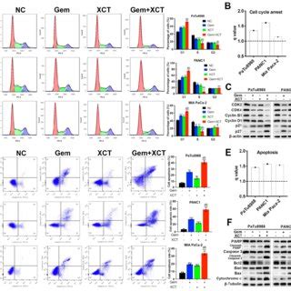 Gemcitabine And Xct Suppressed Migration Invasion And Emt Process