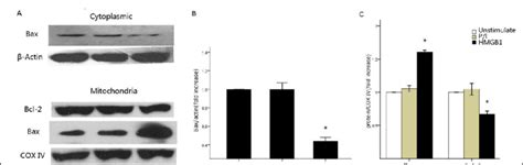 Hmgb1 Induced Bax Insertion And Bcl 2 Decrease In Mitochondria Of