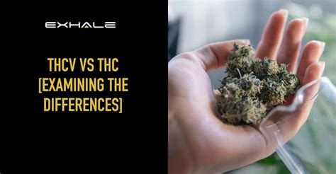 Thcv Vs Thc [discover The Key Differences] Exhale Wellness