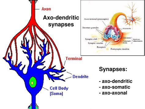 Ppt Biophysics Of Action Potential Synapse Powerpoint Presentation