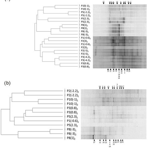 Dgge Band Patterns Of Bacterial 16s Rrna Gene Fragments And Upgma Download Scientific Diagram