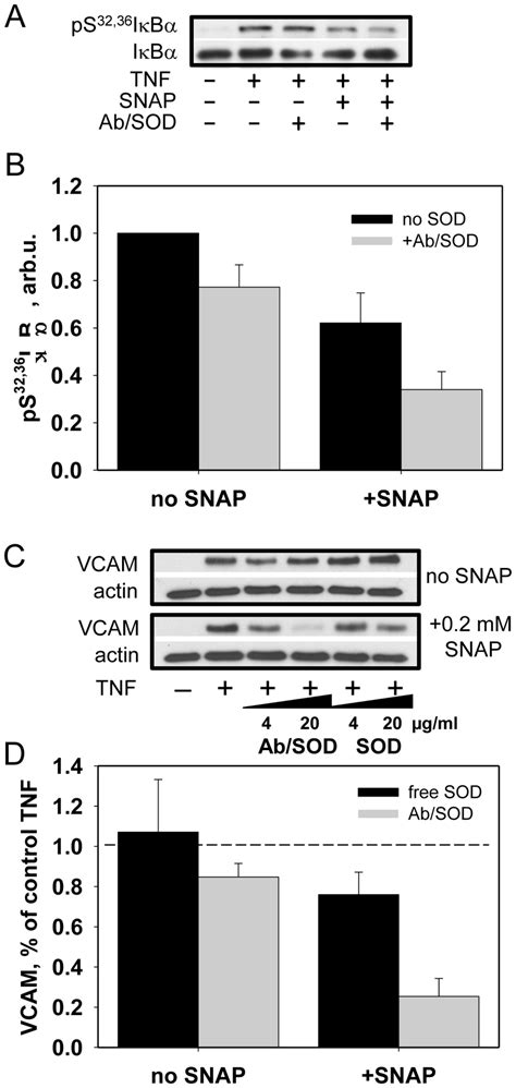 Ab Sod Potentiates Anti Inflammatory Effect Of No Donor Snap In Vitro