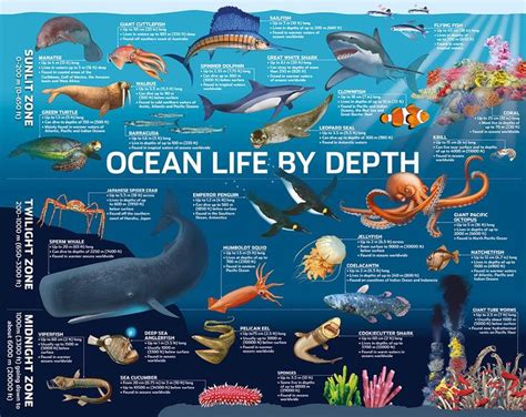 Ocean Zones Feet Yahoo Image Search Results Ocean Science Ocean