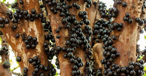 Jabuticaba Est Em Lista Das Melhores Frutas Do Mundo Veja Ranking