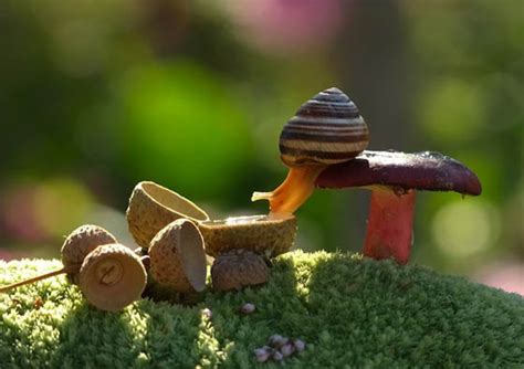 Stunning Macro Photography of Snail by Vyacheslav Mishchenko - Design Swan