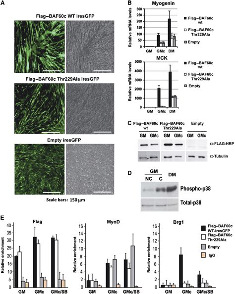 Signal‐dependent Incorporation Of Myodbaf60c Into Brg1‐based Swisnf