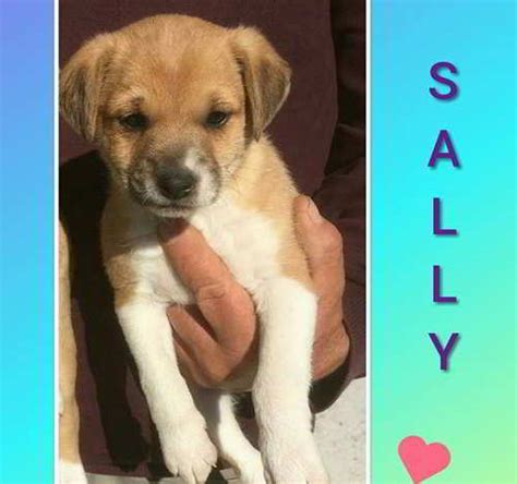 Sally Cachorra Mestiza De Bodeguero En Adopción Málaga Es