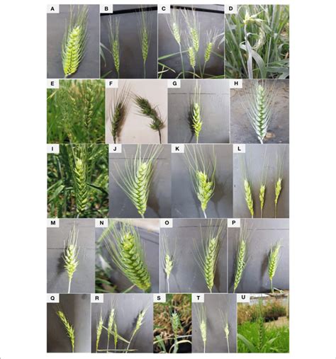 A T Show Variations In Spike And Awn Morphology In Wheat Mutant