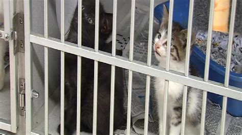 Employees voice concerns about Fayette County animal shelter