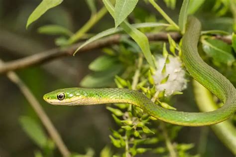 Rough Green Snake Care Guide Habitat Diet And Behavior Everything