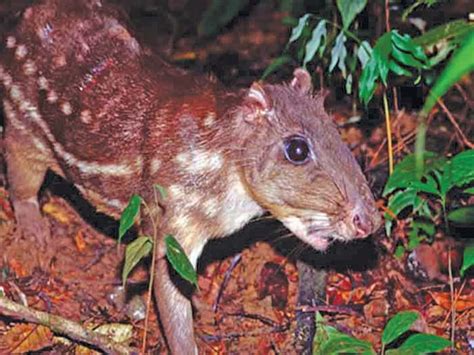 A wildlife spotting adventure – Guyana Times International – The Beacon ...