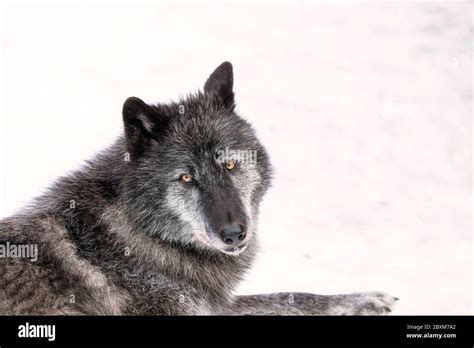 Black Timber Wolf Hi Res Stock Photography And Images Alamy