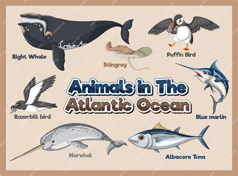 Animais Do Oceano Atlântico - Conjunto de animais no Oceano Atlântico | Vetor Grátis