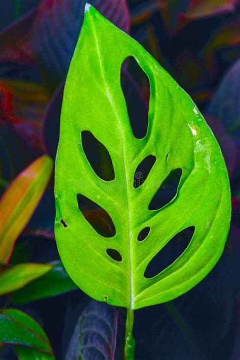 Monstera Obliqua Close Up Plant Leaves With Holes From The Botanical