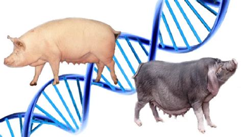 Genética del cerdo conoce los principales caracteres de los cerdos