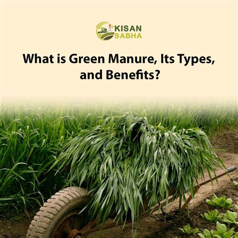 What Is Green Manure Its Types And Benefits
