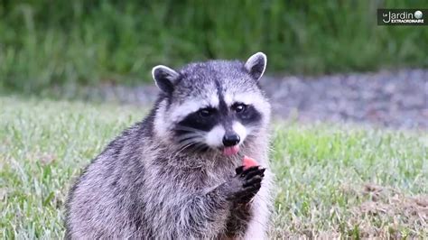 Le raton laveur une espèce encombrante pour la biodiversité européenne