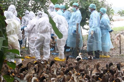 Indian State Orders Culling After Bird Flu Outbreak Wsj