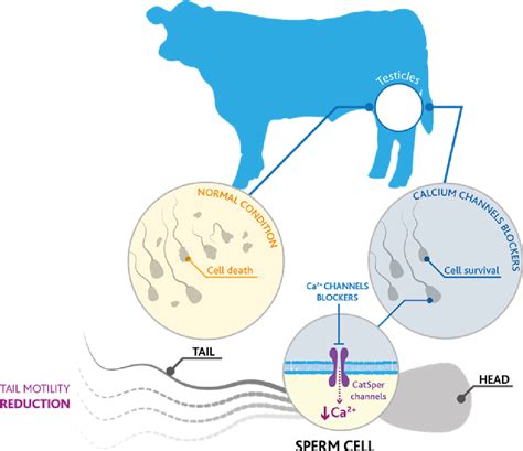 The Restraint Of Bovine Sperm Cell Motility Increases Survival Role Of