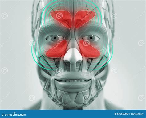 Anatomy Model Showing Sinus Infection. Stock Photography | CartoonDealer.com #67550900