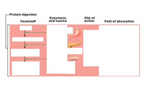 Protein Digestion Diagram Diagram Quizlet