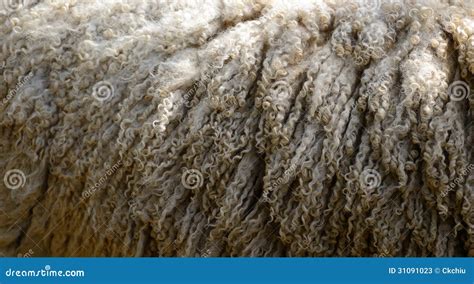 Mohair Sheep In Lesotho Africa Stock Photography