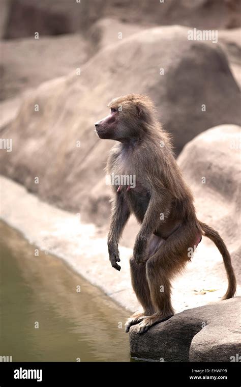 Monkey in the wild Stock Photo - Alamy