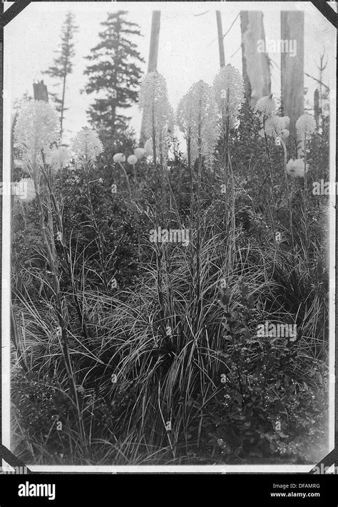 Xerophyllum Tenax Pine Lily Hi Res Stock Photography And Images Alamy