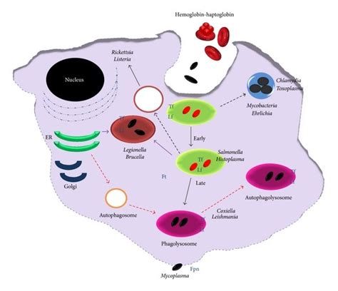 Intracellular parasites and iron sources inside of the macrophage ...