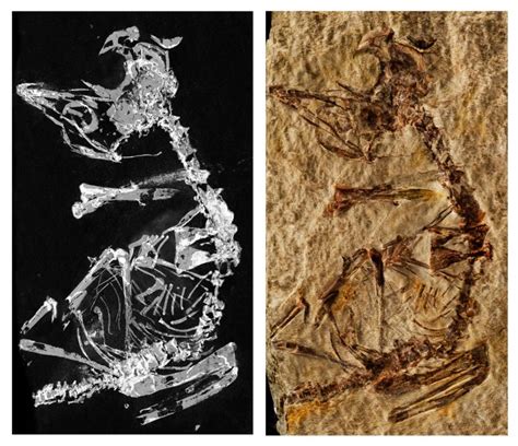 Newly Discovered Prehistoric Bird Fossil Sheds Light on Avian Evolution