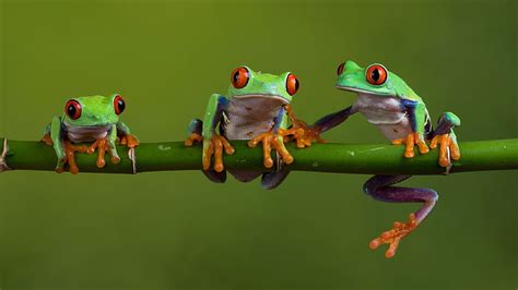 Hd Wallpaper Frog Wallpaper Flare