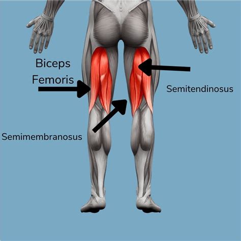 Running Injury Spotlight Hamstrings The Run Rx