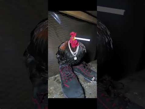 Drip Chicken Youtube