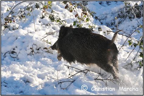 Chasse Du Sanglier Par Temps De Neige Fdc