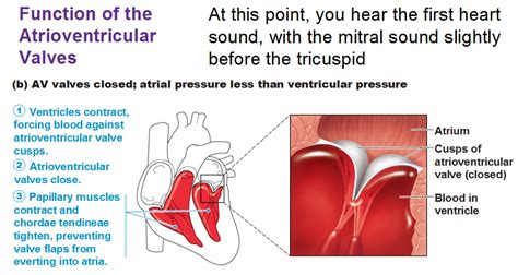 Left Atrioventricular Valve