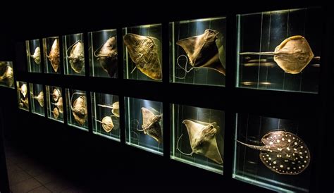 Museu Oceanográfico Univali - APROVEITE O FINAL DE SEMANA PARA VISITAR O MUSEU OCEANOGRÁFICO DA UNIVALI