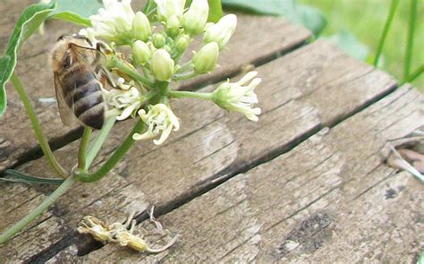 Happy National Pollinators Week Canningcrafts
